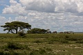 Tanzania0152