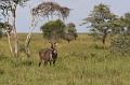 Tanzania0952